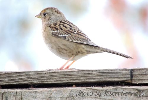 Birdie 1