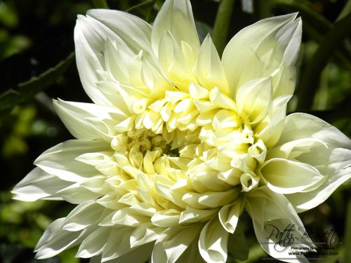 Dahlia 2 patty bennett