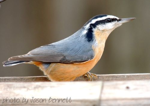 Birdie 2