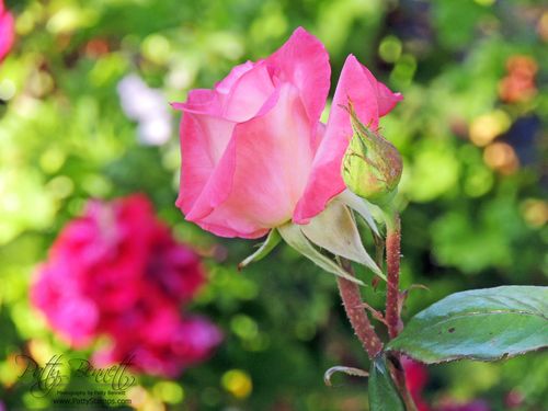 Rose 2013 patty 3
