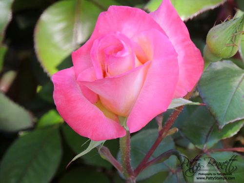 Rose 2013 patty 1