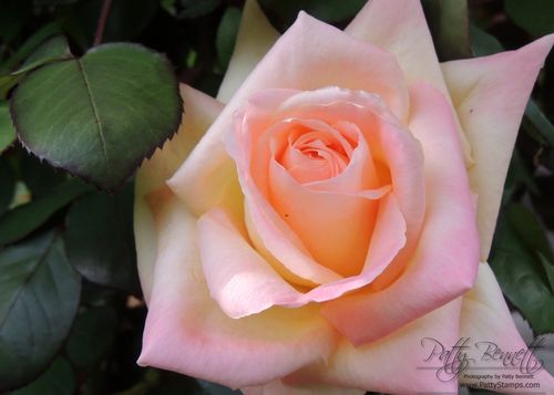 First rose 2013 b First rose 2013 b