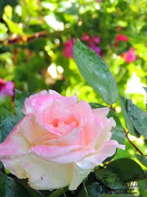 Rose 2013 patty 4
