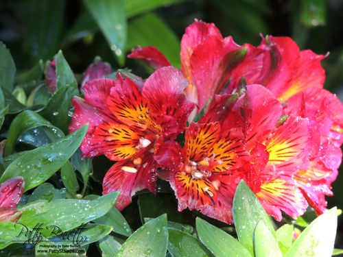 Garden 2013 alstromeria 1