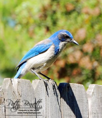 Garden 2013 scrub jay fence