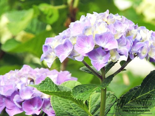 2013 hydrangea 1