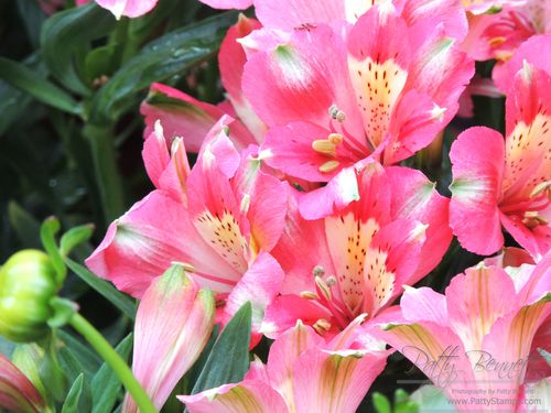 2013 alstromeria 1