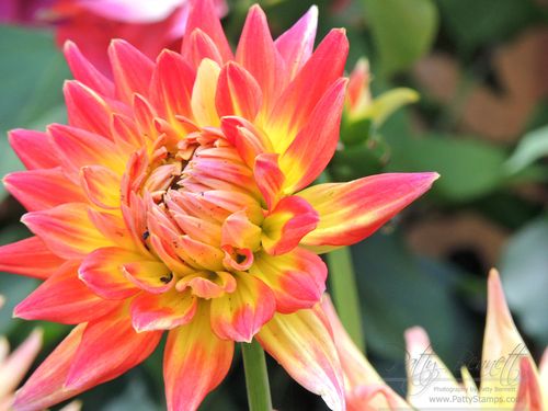 2013 dahlia 1