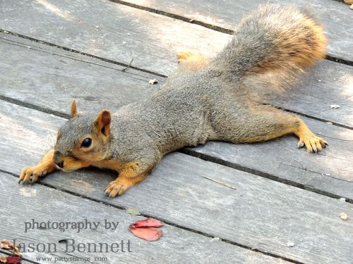 Jason-squirrel-flat-deck