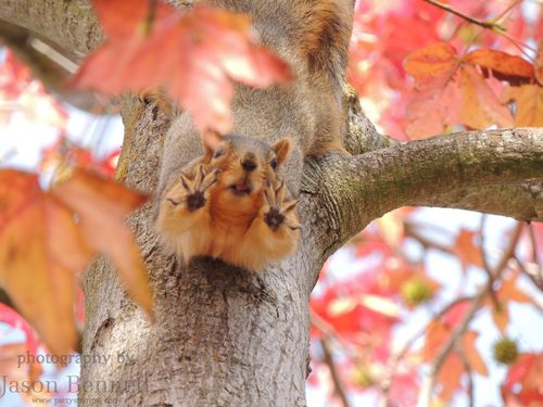 Jason-squirrel-hanging-in-tree