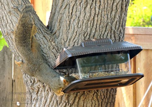 Jason-squirrel-birdfeeder-2