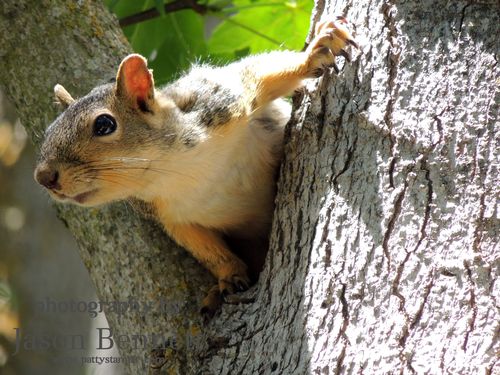 Jason-squirrel-tree-1