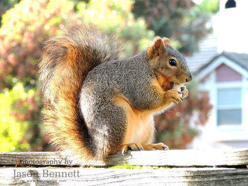 Jason-squirrel-fence-1