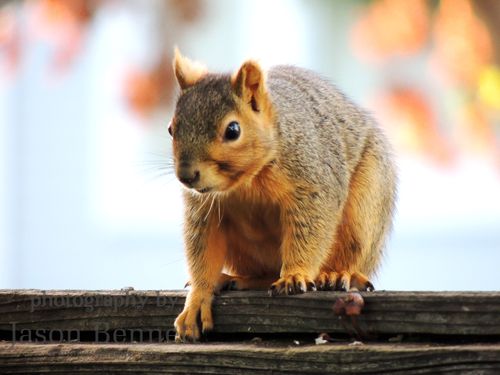 Jason-squirrel-fence-2