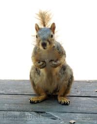 Jason-squirrel-hello-are-you-there