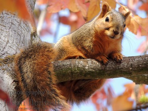 Jason-squirrel-tree-2