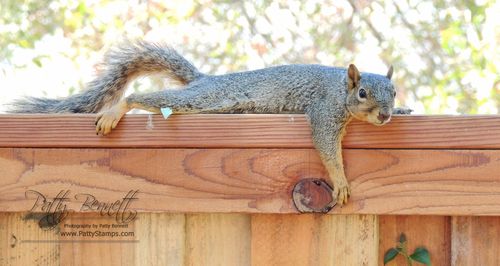 Patty-squirrel-flat-fence
