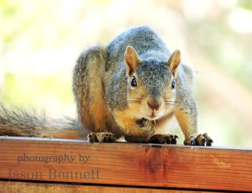 Jason-squirrel-fence-4