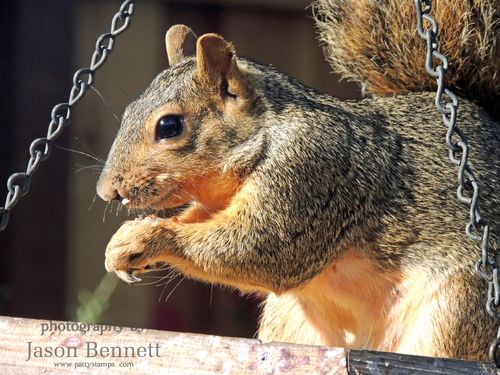 Jason-squirrel-birdfeeder