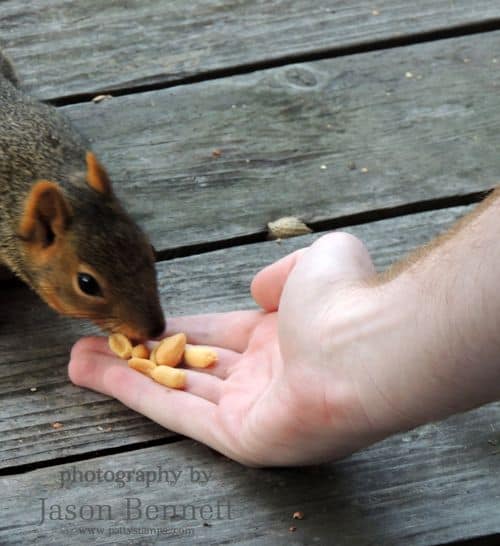 Jason-squirrel-feed-from-hand