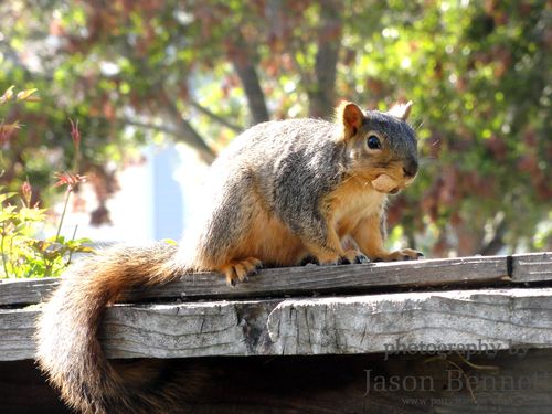 Jason-squirrel-fence-3