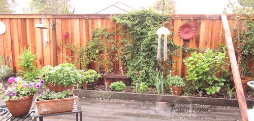 Backyard-fence-mar-2014