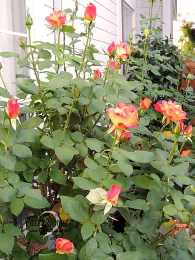 Patty-flower-garden-roses-3