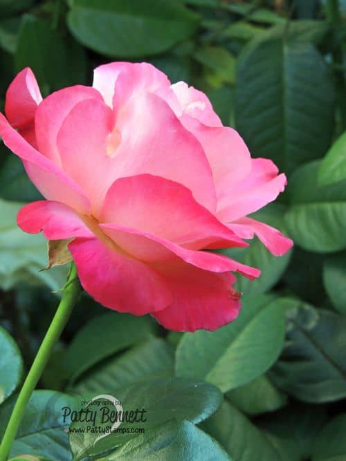 Patty-flower-garden-roses-4