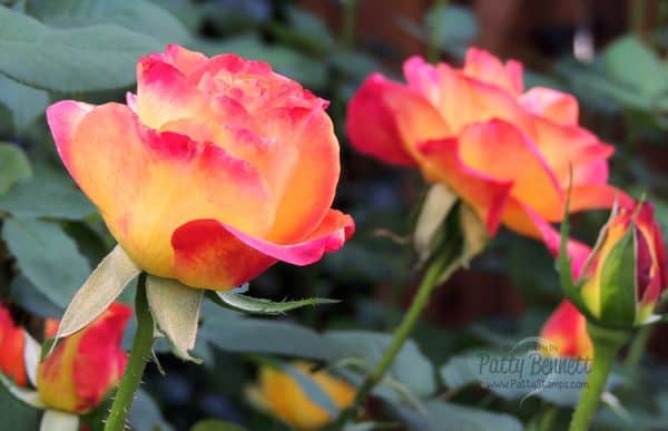 Patty-flower-garden-roses-2