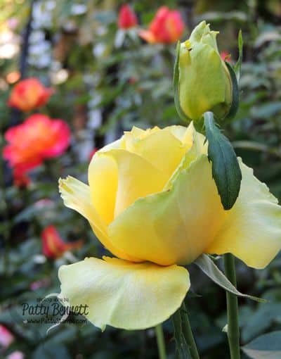 Patty-flower-garden-roses-1