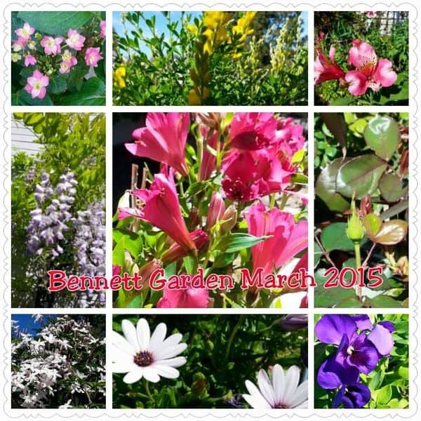 March 2015 garden collage March 2015 garden collage