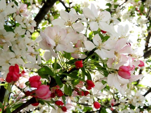 Cherry-blossom-2-pattystamps Cherry-blossom-2-pattystamps