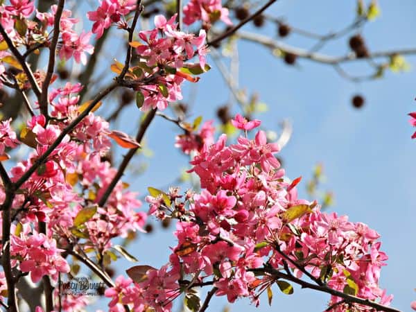 Cherry-blossoms-1-pattystamps Cherry-blossoms-1-pattystamps