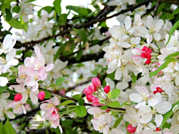 Cherry-blossom-3-pattystamps Cherry-blossom-3-pattystamps