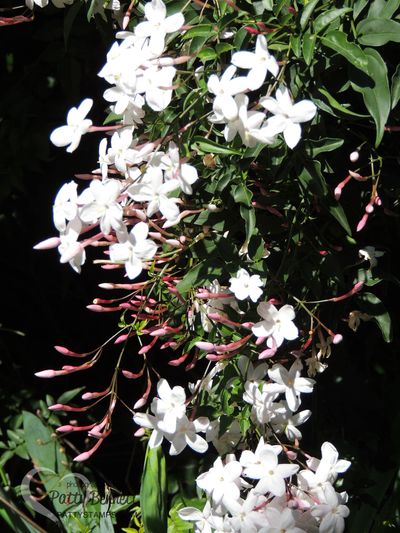 Garden pattystamps jasmine 2016 sihlouette1