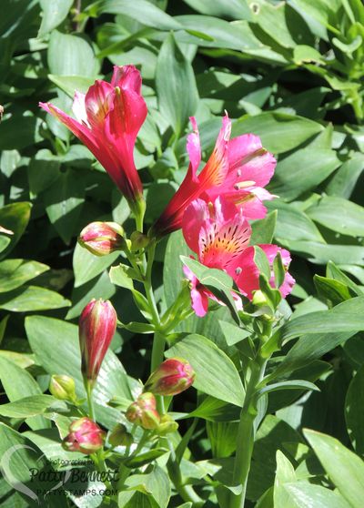 Garden pattystamps alstomeria 2016 pink 1