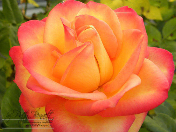 Patty Bennett rose garden
