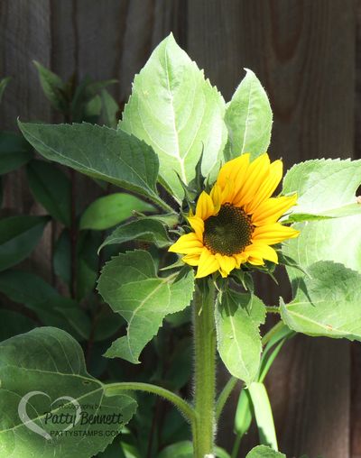 Garden pattystamps sunflower 2016 1