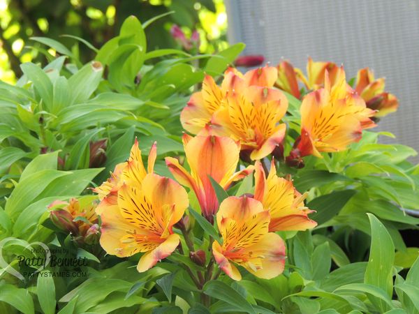 Garden pattystamps alstomeria 2016 yellow 1