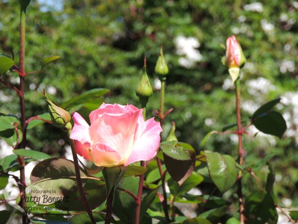 Garden pattystamps rose 2016 1