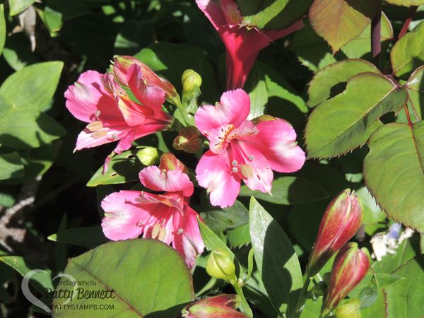 Garden pattystamps alstomeria 2016 pink 2