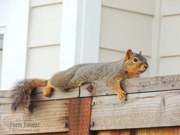Garden pattystamps squirrel buddy 1 2016