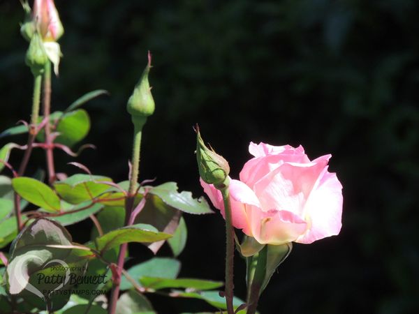 Garden pattystamps rose 2016 sihlouette1