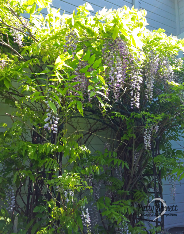 Garden 2017 wisteria plant vine trellis pattystamps Garden 2017 wisteria plant vine trellis pattystamps