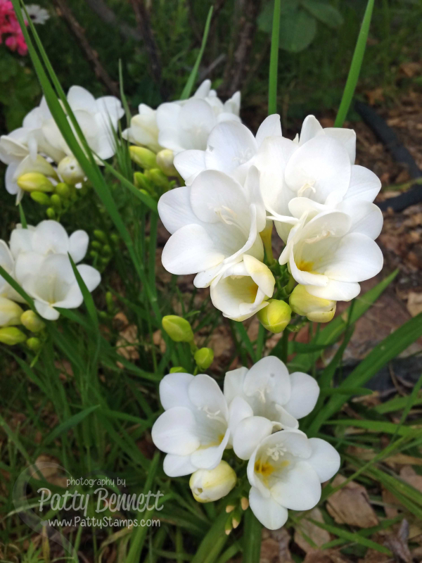 Garden 2017 crocus flowers pattystamps Garden 2017 crocus flowers pattystamps