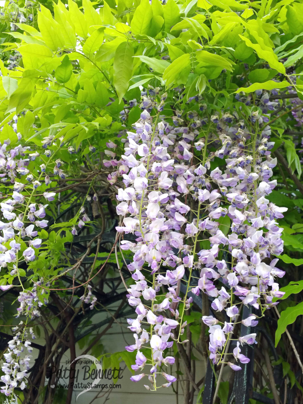 Garden 2017 wisteria plant vine trellis flowers pattystamps Garden 2017 wisteria plant vine trellis flowers pattystamps