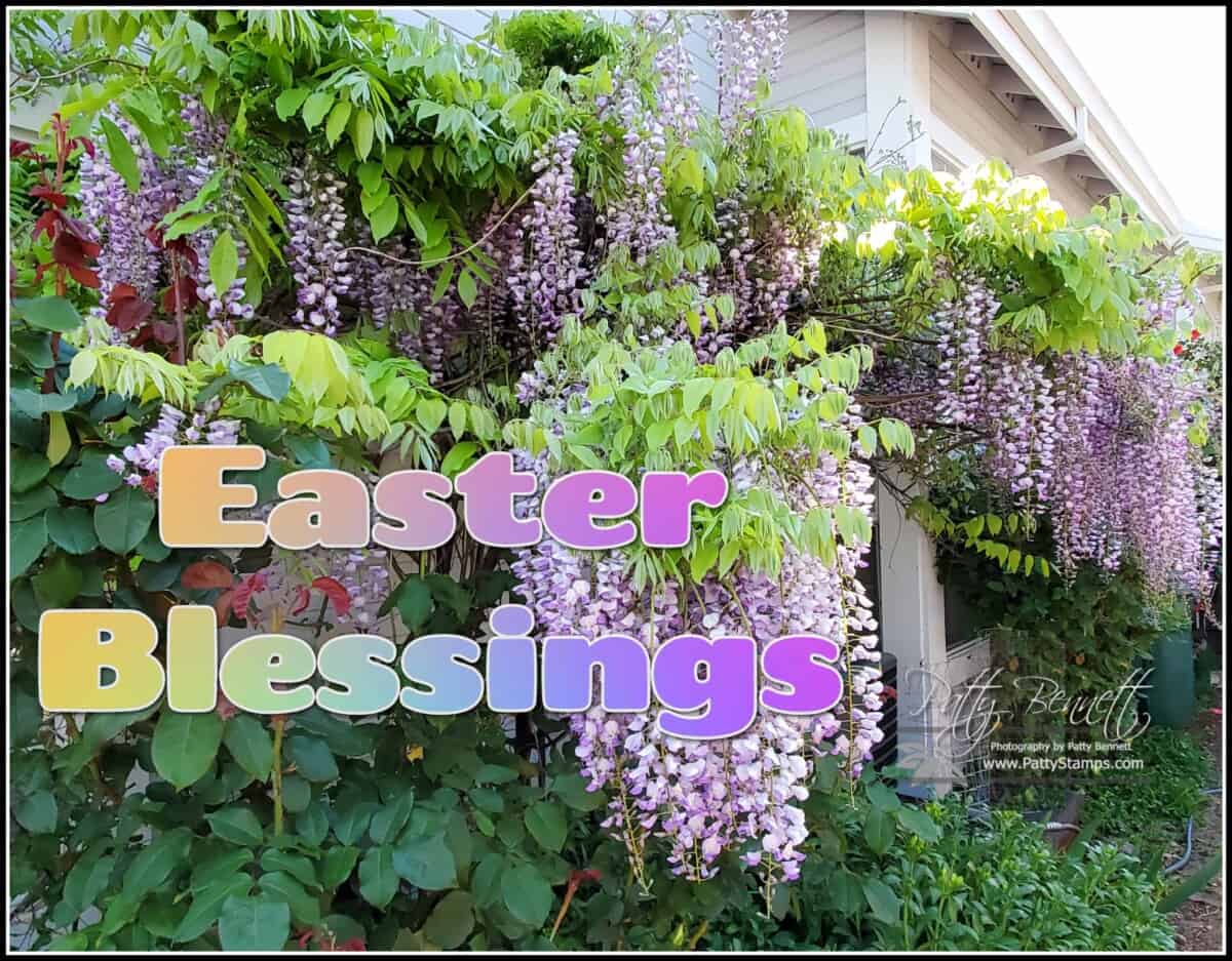 Happy Easter 2021. Wisteria from Patty's garden.