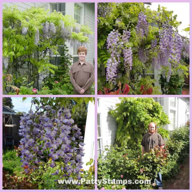 Patty Bennett wisteria backyard. 